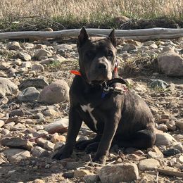 American Bully Puppies from Don't Ya Know Mn Bullies