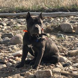 American Bully Puppies from Don't Ya Know Mn Bullies
