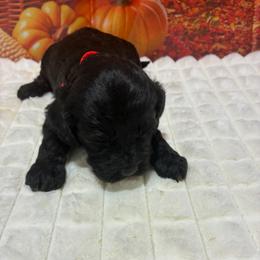 Gus - Black male Cockapoo puppy in Brookings, South Dakota from Hofer Pups