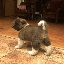 Akita Puppies from Gallant Akitas