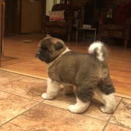 Akita Puppies from Gallant Akitas