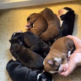 English Shepherd Puppies from Midway English Shepherds