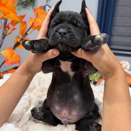 Green collar Male - Black male Cane Corso puppy in St. Augustine, Florida from RG2 Cane Corsos