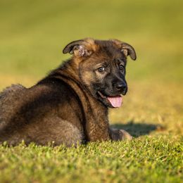 German Shepherd Puppies from Sommerfeld German Shepherds