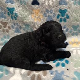 Echo - Black female Bouvier des Flandres puppy in Wellington, Colorado from Blood Family Frenchies and Bouvs