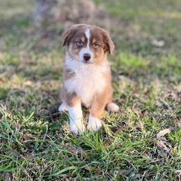Red - Red tri-color male Australian Shepherd puppy in Crosby, Texas from Monarch Australian Shepherds