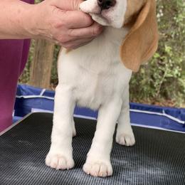 Beagle Puppies from BEARs Beagles