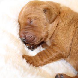 Golden Retriever Puppies from St. Croix Golden Retrievers