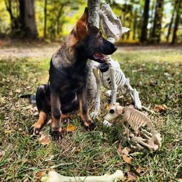 German Shepherd Puppies from Royalty German Shepherds