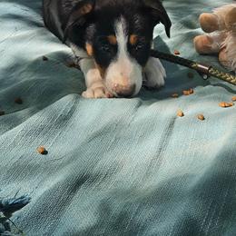 Border Collie and English Shepherd Puppies from Seldom seen herding dogs