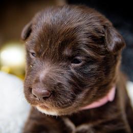 Girl 4 - female Border Collie puppy in Shelbyville, Tennessee from C Horns Ranch Border Collies