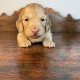 Maple - Cream female Dachshund puppy in Squires, Missouri from Hudson’s Hounds