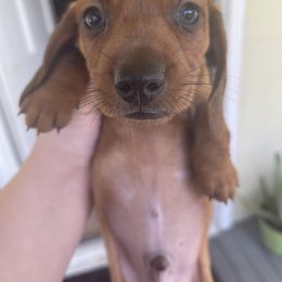 Dachshund Puppies from MNE Miniature Dachshunds