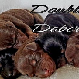 Black Rust male - 5500 - Black and rust male Doberman Pinscher puppy in Aurora, Indiana from Double-Take Doberman Kennels