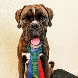 Boxer All Grown Up from Boxer of House Bairon
