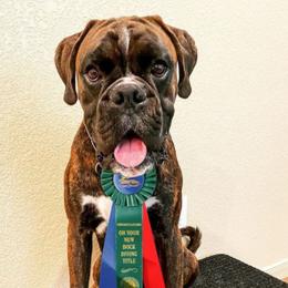 Boxer All Grown Up from Boxer of House Bairon