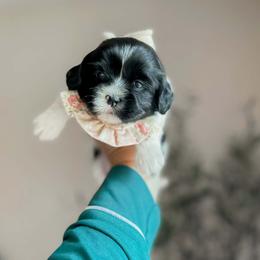 Tulip (black and white parti) - Black and white female Shihpoo puppy in Hopkins County, Texas from Boutique Doodles