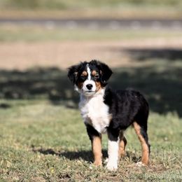 Jake - Black tri male Miniature American Shepherd puppy in Snyder, Texas from RLA Miniature American Shepherds