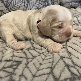 Cocker Spaniel Puppies from Hershey Sugar Rd Cockers
