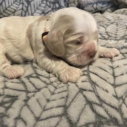 Cocker Spaniel Puppies from Hershey Sugar Rd Cockers
