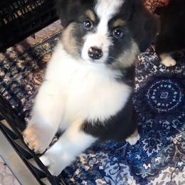 Miniature American Shepherd Puppies from Jem Miniature American Shepherds