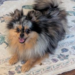 Mollie - Pomeranian