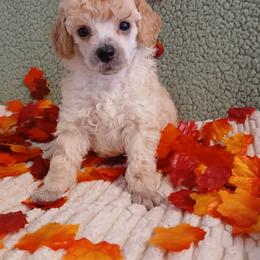 Dexter - Cream male Poodle puppy in Blanch, North Carolina from Faithful Hearts Kennel