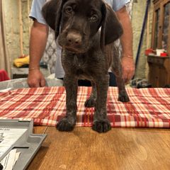 Girl 3 - female Deutsch-Drahthaar puppy in Cook, Nebraska from Vom Cornerstone Deutsch Drahthaars