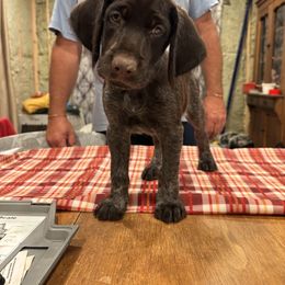 Girl 3 - female Deutsch-Drahthaar puppy in Cook, Nebraska from Vom Cornerstone Deutsch Drahthaars