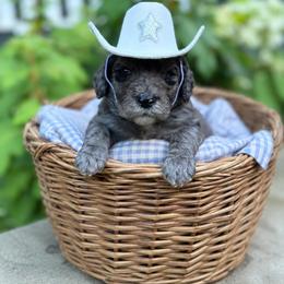 Yellow - Merle male Goldendoodle puppy in Fairmount, Georgia from Muscadine Meadows Farm
