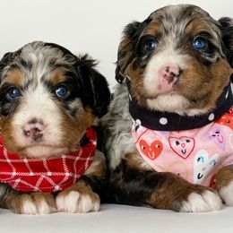 Assorted Doodle Crosses and Bernedoodles from Texas Doodle Dandies