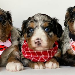 Assorted Doodle Crosses and Bernedoodles from Texas Doodle Dandies