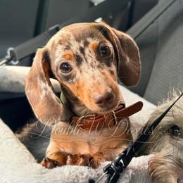 Pinto - Dapple male Dachshund puppy in Alto, Texas from Double W Doxies