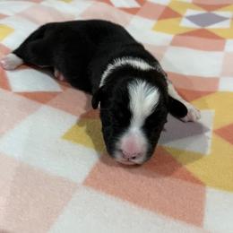 Fuscia - Black and white female Cardigan Welsh Corgi puppy in Divide, Colorado from Aspen Peak Corgis