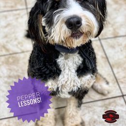 Pepper - Bernedoodle