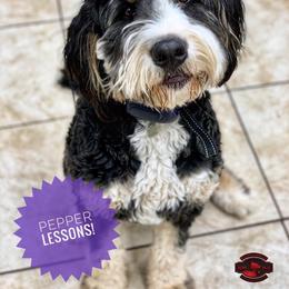 Pepper - Bernedoodle