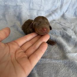 Peach - Chocolate and tan female Dachshund puppy in Stamford, Texas from West Texas Miniature Dachshunds