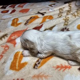 Cavalier King Charles Spaniel Puppies from Critter's Cottage Cavaliers