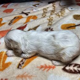Cavalier King Charles Spaniel Puppies from Critter's Cottage Cavaliers