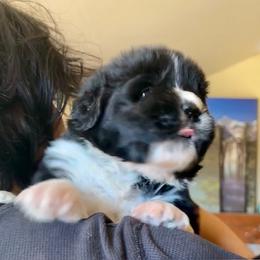 Newfoundland Puppies from Black Lions Newfoundlands