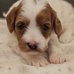 Dolly - Blenheim female Cavapoo puppy in Glendale, Arizona from Cool Cavapoos