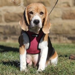 Heidi - Beagle