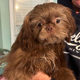 Crosby - Chocolate male Shih Tzu puppy in Tallahassee, Florida from Bows and Bow Ties