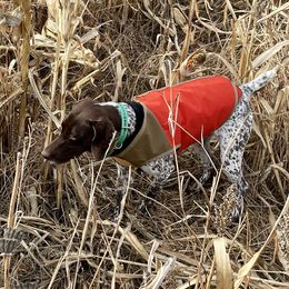 German Shorthaired Pointers from Karlen Kennels
