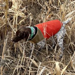 German Shorthaired Pointers from Karlen Kennels