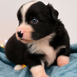 Lady Violet Crawley - Black & white female Miniature American Shepherd puppy in Damascus, Oregon from Rebel Soul Minis