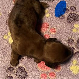 No. 2 Red Dapple - Dapple male Dachshund puppy in Martinsville, Indiana from Witchy Woman’s Wiener’s