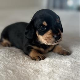 Boy 3 - Black and cream male Dachshund puppy in Ackerly, Texas from Silver Dach Farms