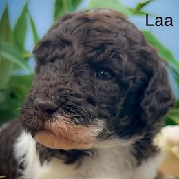 Octavius - Parti male Poodle puppy in Greenville, North Carolina from Grace Poodles
