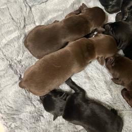 Girl 3 - Chocolate female Labrador Retriever puppy in Jacksboro, Texas from J and D Retrievers